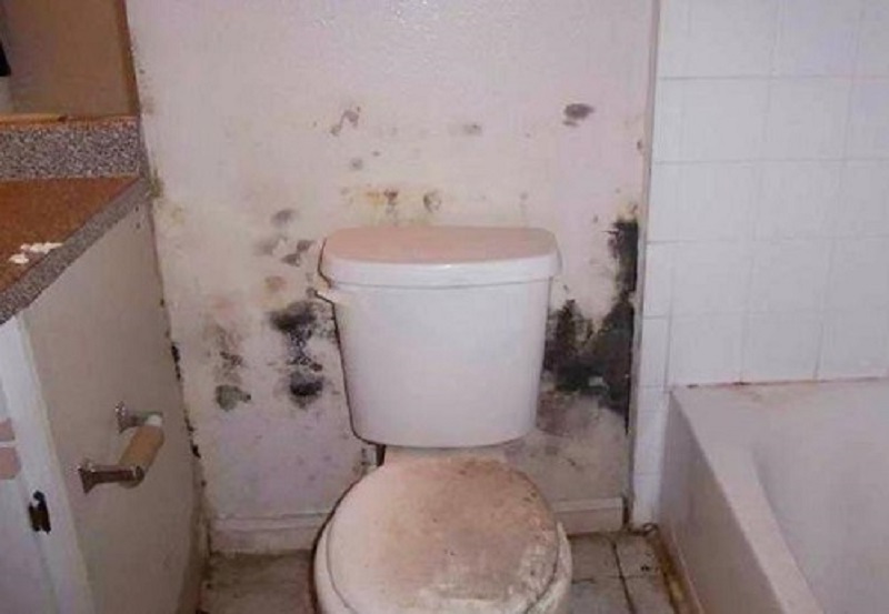 Tường nhà vệ sinh nấm mốc là dấu hiệu cần chống thấm ngay.
