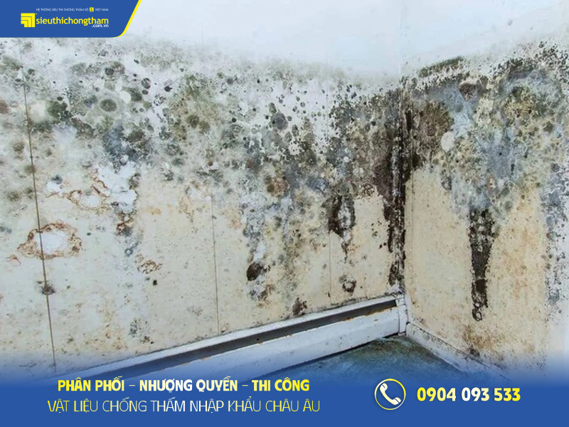 Tường bị mốc đen